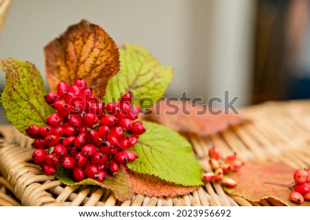 Bunch of rowan. Floristic composition, harvest, goods of nature.
