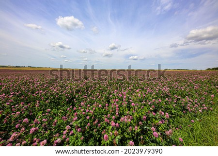 Summer landscape with a field of flowering pink clover.