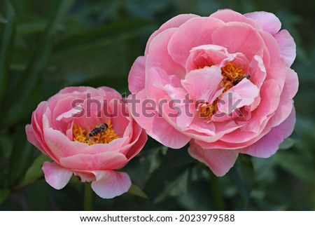 Peony (Paeonia 'Salmon Dream'). Light, salmon pink, rounded, gently cupped petals are creamier at their edges and flatten as the bloom develops. Royalty-Free Stock Photo #2023979588