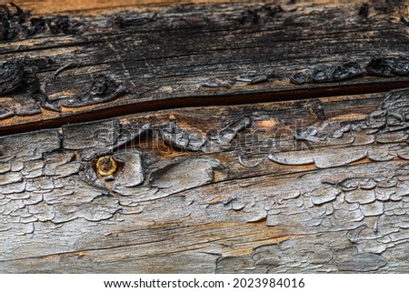 A fragment of old wood with a tarnished texture that has lost its color and the bark cracked from time close-up.