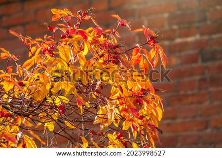 Autumn or summer nature background with rose hips branches in the sunset light. The rose hip or rosehip, also called rose haw, is the accessory fruit of the rose plant.