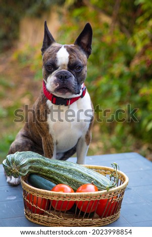 Boston terrier  with a basket of vegetables. in a basket a large giant zucchini , tomatoes , cucumbers from the garden
