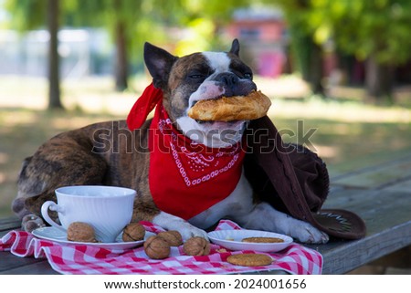 Boston terrier  dressed like a cowboy eating breakfast like a man . he  eating croissants drinking tea