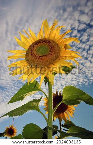 Summer sunny field with sunflowers