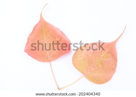 red bodhi leafs on white background