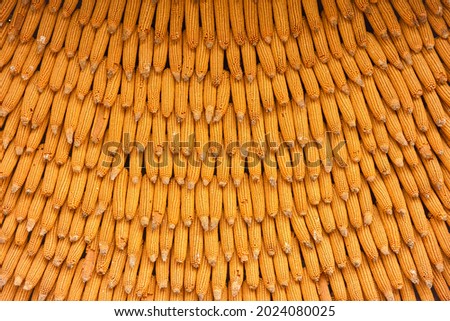 Corn texture for background wallpaper. background from corn. top quality orange maize with large maize form Royalty-Free Stock Photo #2024080025