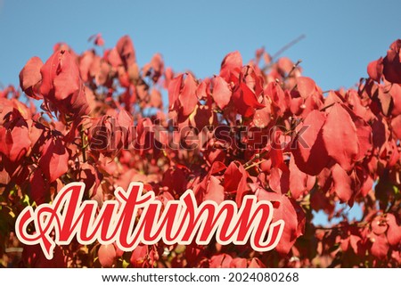 Inspirational lettering sign “Autumn” on the background of Burning Bush foliage with bright red and ruby leaves and blue sky in the bright sunlight. Season greeting card