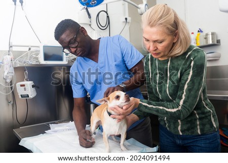 Woman with little dog chihuahua asking for professional advice from veterinarian. High quality photo