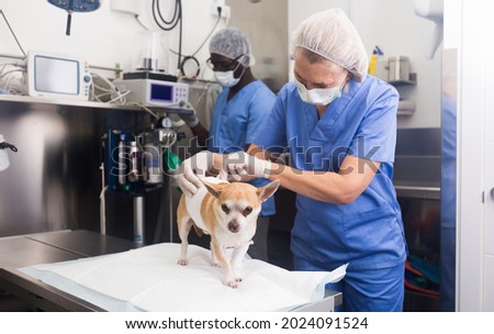 Doctor vet and assistant bandage chihuahua dog with bandage after surgery. High quality photo