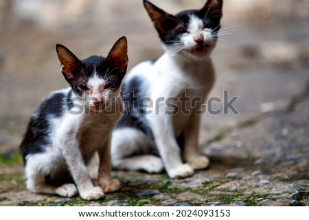 The little cats lay pitifully together with their faces dirty from not being washed and emaciated from starvation. Royalty-Free Stock Photo #2024093153