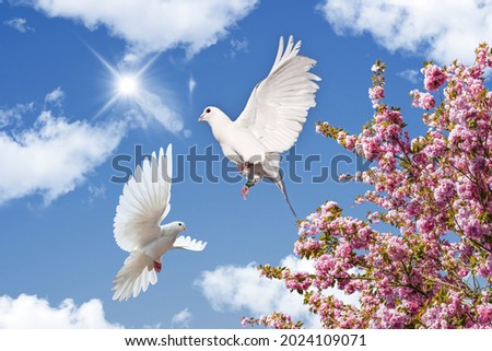 stretch ceiling picture. sunny blue sky, pink cherry blossom and flying pigeons