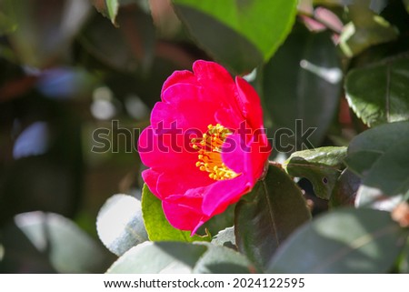 Red flowers of cold camellia