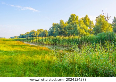 Trees along the edge of a field in wetland in bright blue sunlight at sunrise in summer, Almere, Flevoland, The Netherlands, August 12, 2021