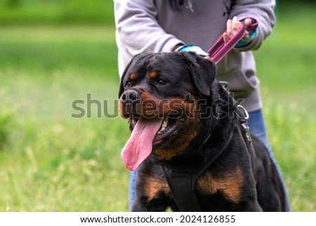 Rottweiler guard dog on training Royalty-Free Stock Photo #2024126855