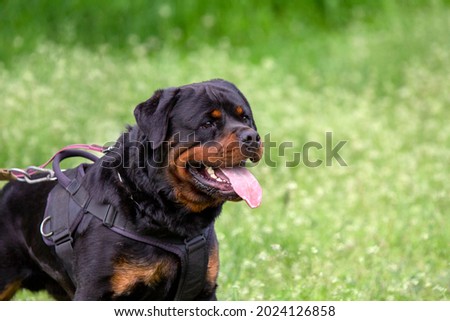 Rottweiler guard dog on training Royalty-Free Stock Photo #2024126858