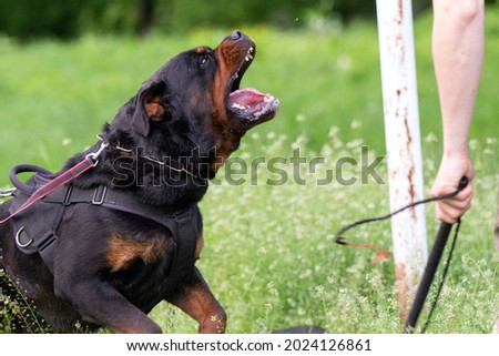 Rottweiler guard dog on training Royalty-Free Stock Photo #2024126861