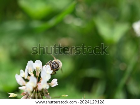 Honey bee is visiting white clover and collect nectar and pollen.