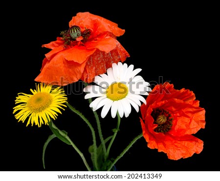 flower red field poppy, daisy