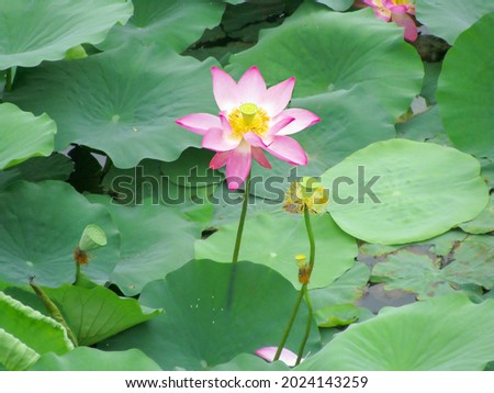 lotus flowers and lotus fruits among green leaves on a pond. High quality photo