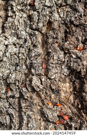 Bedbug-soldier on a tree trunk, red-black beetle, super macro mode