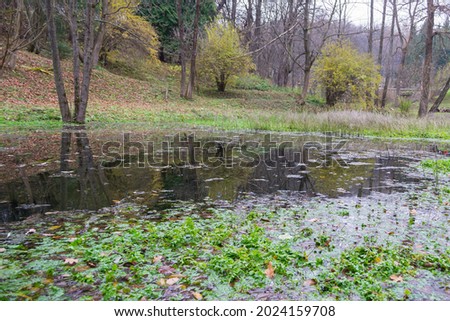 Green leaves in the autumn pond.