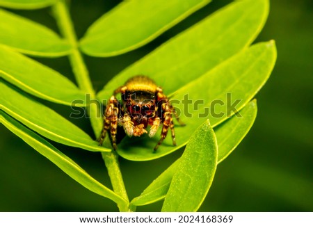 Macro insect spider  Close up of jumping spider on leaf green background