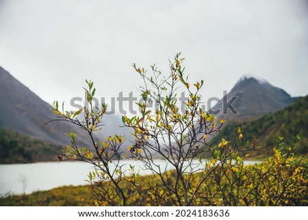 Scenic nature background of autumn yellow foliage close-up. Gold leaves with view to mountain lake and rocks with snow on top in haze. Nature backdrop of beautiful golden leaves of shrub in autumn.