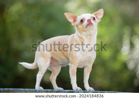 A short-haired white and cream Chihuahua dog in the forest. In nature. Close-up 