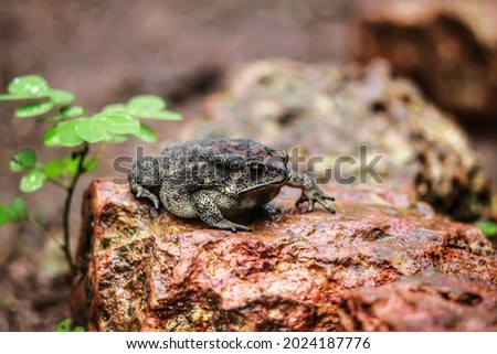 frog sitting on a stone