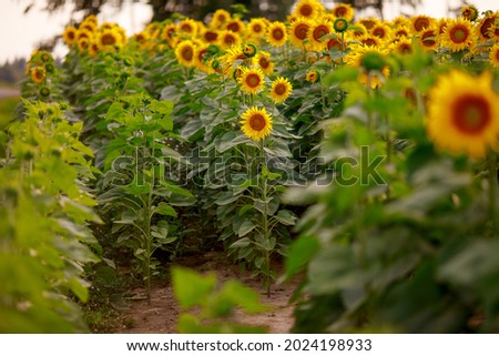 yellow sunflowers on the field