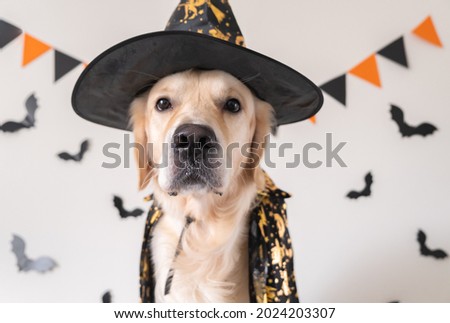 Happy dog in a witch costume sits on a white background. Halloween Golden Retriever. The concept of a scary and cheerful holiday.