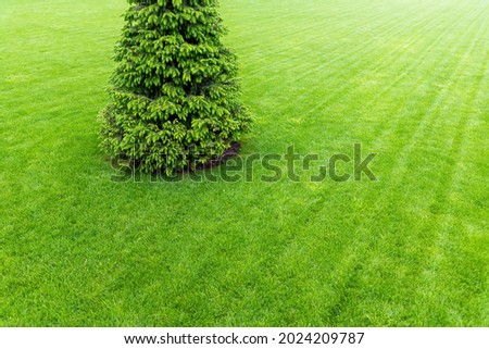 One fresh bright spruce tree growing on manicured mowed green grass lawn field at yard, city park or gold course on sunny day. Formal british garden and landscaping design. Lawn care serivce concept