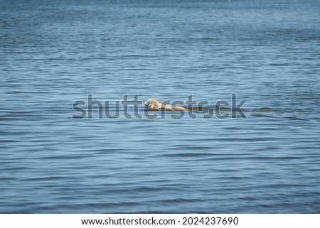 Portrait white dog swimming in blue water on sea