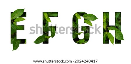 Leaf font E,F,G,H isolated on white background. Leafs font E,F,G,H made of Real alive leaves with Previous paper cut shape of font. Leafs font Royalty-Free Stock Photo #2024240417