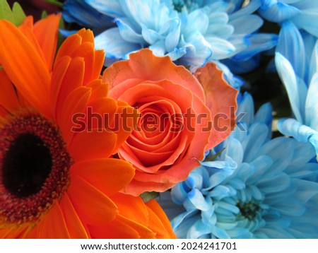 A beautiful bouquet of blue chrysanthemums, pink and red roses, orange gerberas and green decorative leaves in a paper wrapper. Festive flowers. 