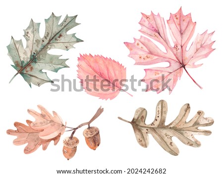 Autumn leaves made by hand in watercolor. Autumn watercolor illustrations with fading leaves and flowers, autumn elements for design.