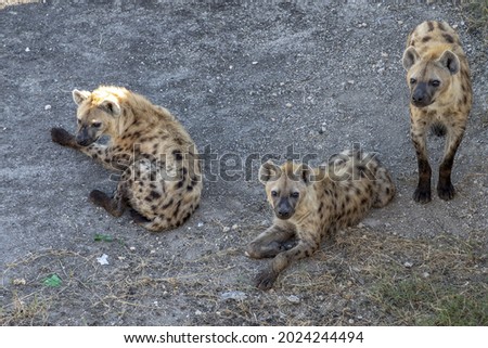 Three young hyenas lying on the ground
