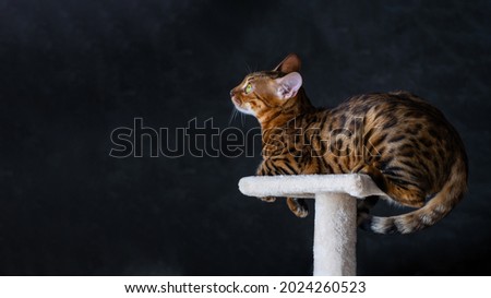 Portrait of a bengal cat, close up. Cat in the home interior. Animals and lifestyle concept. Space for text