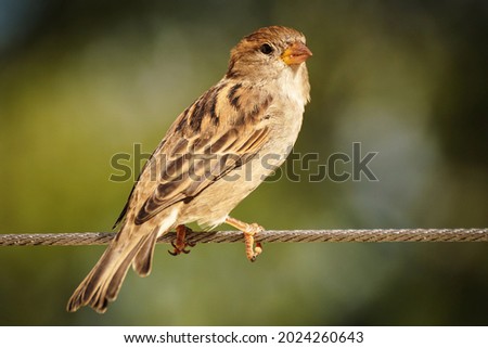 It is beautiful picture which showcase the beauty of nature in which a sparrow is sitting on thread