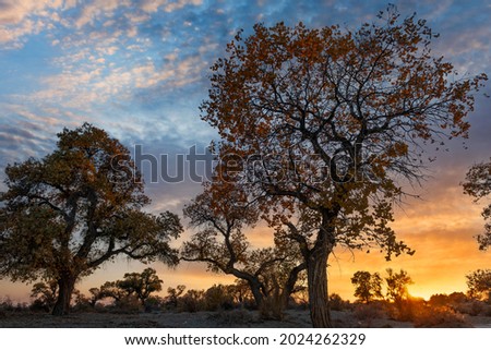 Picturesque turangas (trees from the poplar genus) on an autumn evening against the background of an expressive sky