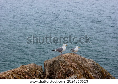 two seagulls are sitting on a rock on the shore of lake baikal on olkhon island