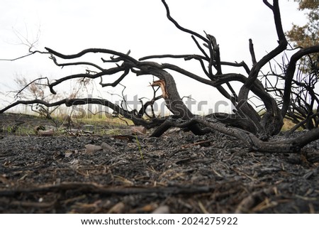 Burnt trees in a forest area after a strong fire.