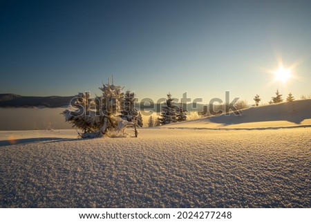 Amazing winter landscape with pine trees of snow covered forest in cold mountains at sunrise.
