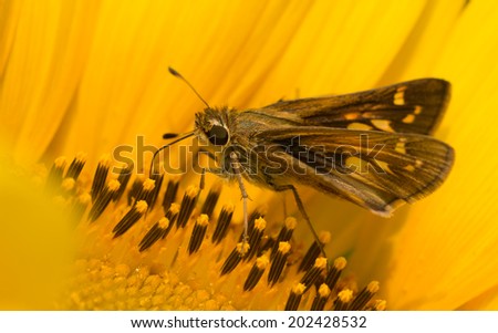 Tiny Skipper butterfly feeding on a bright yellow wild Sunflower