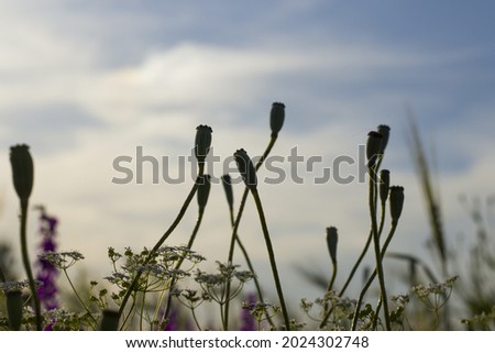 A closeup of plant buds on the background of sky 