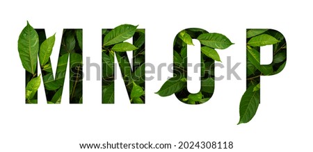 Leaf font M,N,O,P isolated on white background. Leafs font M,N,O,P made of Real alive leaves with Previous paper cut shape of font. Royalty-Free Stock Photo #2024308118