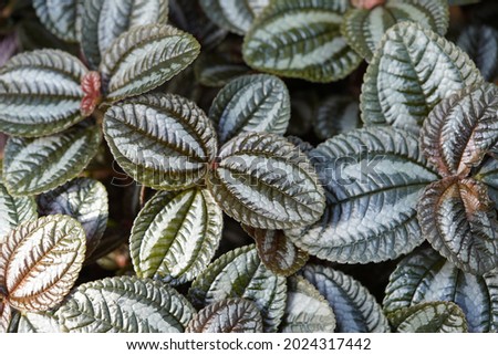Pilea spruceana, Norfolk (silver tree) is a species of evergreen plant in the family Urticaceae, which grows up to 1 foot in height, with a spread of up to 1.5 feet.
