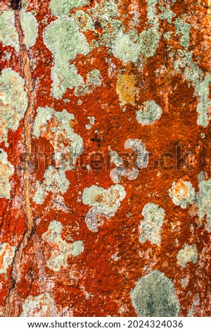The photo shows the texture of a biological organism - lichen. The lichen is located on the trunk of a tree. Biology pattern in orange. The abstraction of living organisms is amazing.