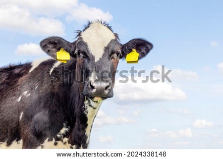 Cute cow, black and white gentle surprised look, pink nose, in front of  a blue sky