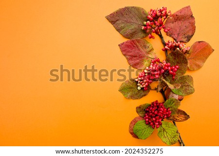 Bunch of rowan in orange background. Floristic composition.